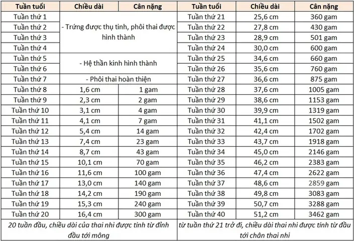 17 Tuần Thai Nặng Bao Nhiêu