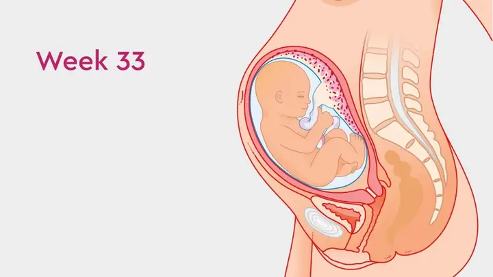 33 Tuần Con Nặng Bao Nhiêu