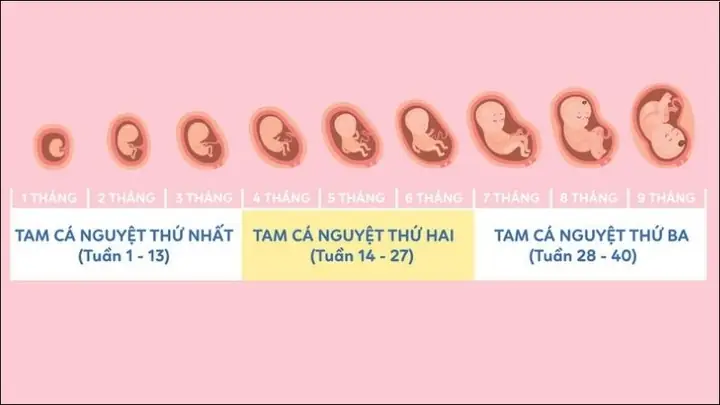 39 Tuần Là Bao Nhiều Tháng