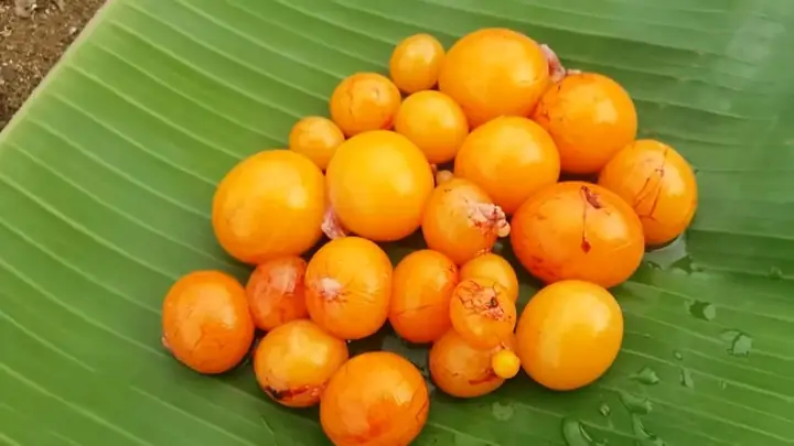 Ăn Trứng Gà Non Có Tốt Không Ăn Trứng Gà Non Có Tốt Không
