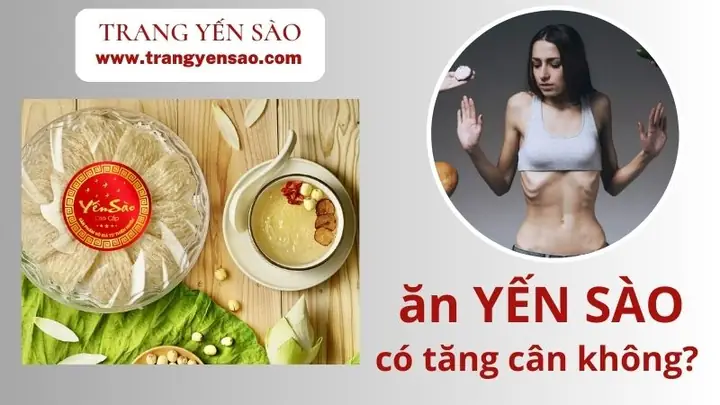 Ăn Yến Sào Có Tăng Cân Không