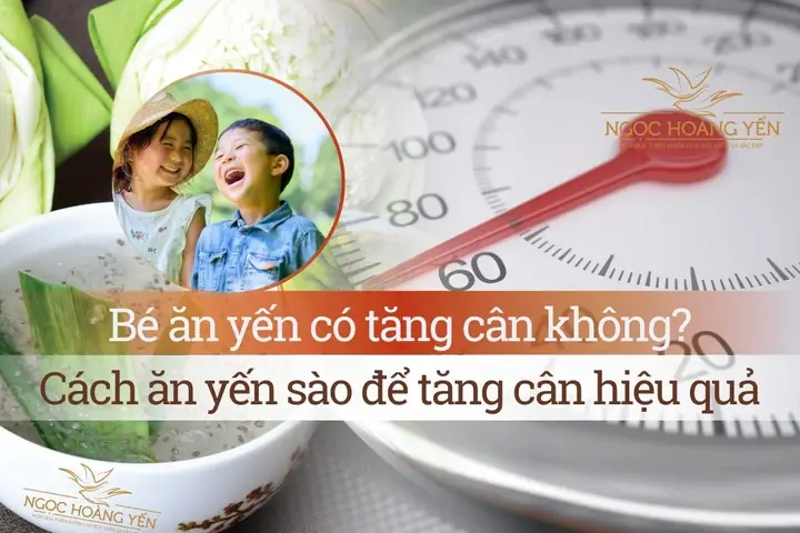 Ăn Yến Sào Có Tăng Cân Không