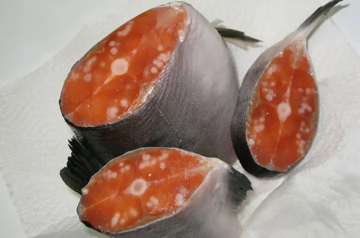 Bà Bầu Ăn Cá Hồi Sống Có Sao Không