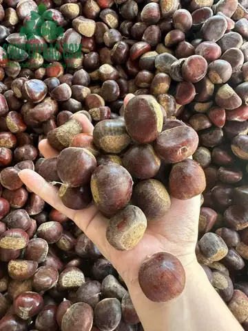 Bà Bầu An Hạt Dẻ Rừng Có Tốt Không