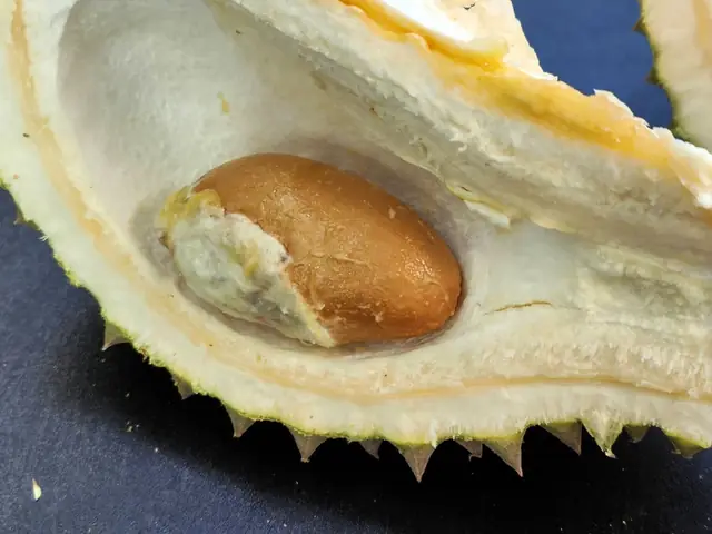 Bà Bầu Ăn Hạt Sầu Riêng Luộc
