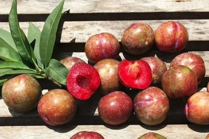 Bà Bầu Ăn Mận Cơm Được Không