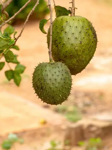 Bà Bầu Ăn Mãng Cầu Na Được Không