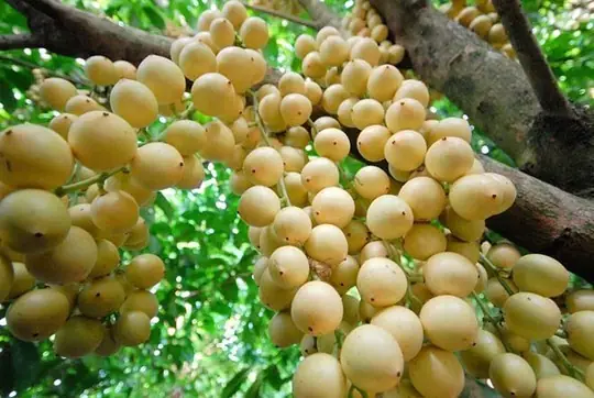 Bà Bầu Ăn Na Có Sao Không