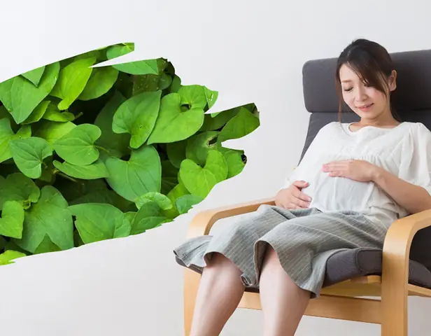 Bà Bầu Ăn Nhiều Rau Diếp Cá Có Tốt Không
