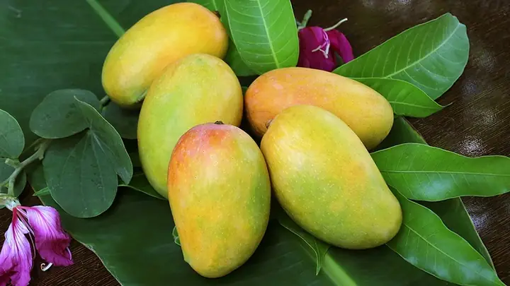Bà Bầu Ăn Xoài Chín Tốt Không