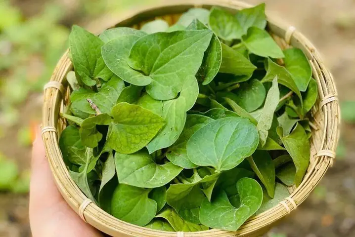 Bà Bầu Có Ăn Được Cá Song Không