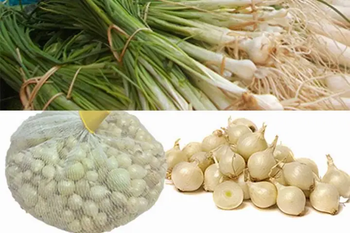 Bà Bầu Có Ăn Được Hành Tăm Không Bà Bầu Có Ăn Được Hành Tăm Không