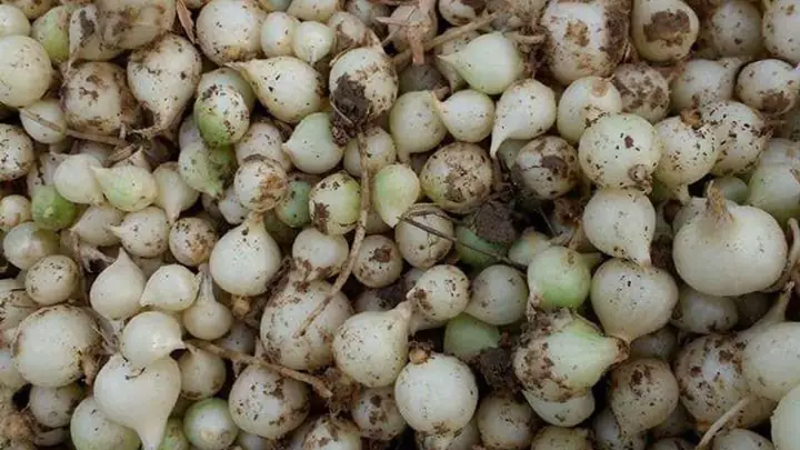 Bà Bầu Có Ăn Được Hành Tăm Không