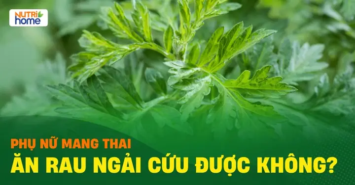 Bà Bầu Có Ăn Được Lá Ngải Cứu Không