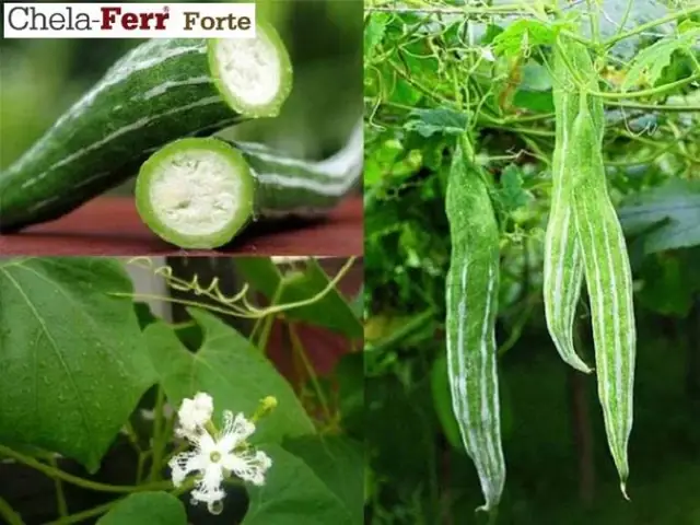 Ba Bau Co An Duoc Muop Nhat Khong