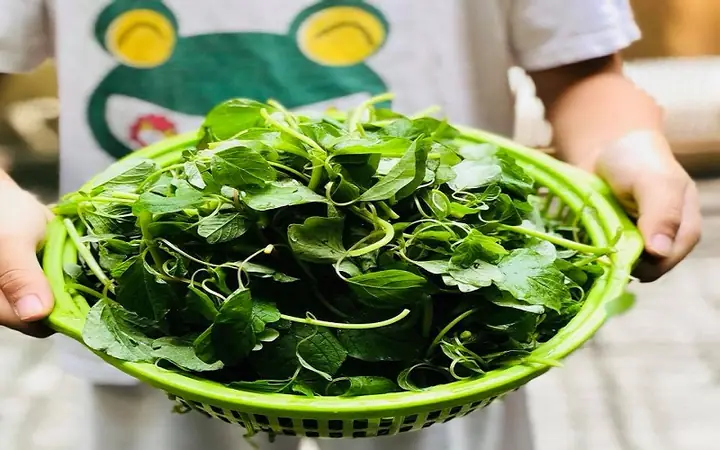 Bà Bầu Có Ăn Được Rau Dền