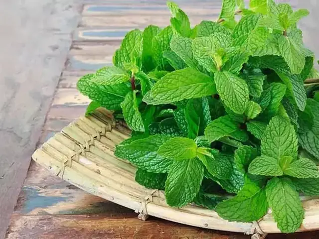 Bà Bầu Có Ăn Được Rau Mùi Không