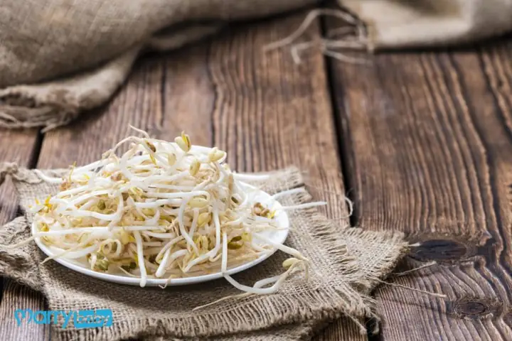 Bà Bầu Có Được Ăn Giá Không