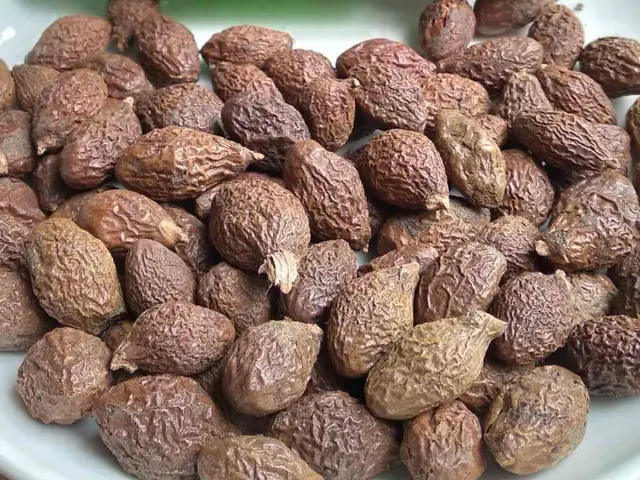 Bà Bầu Có Được Ăn Hạt Đười Ươi