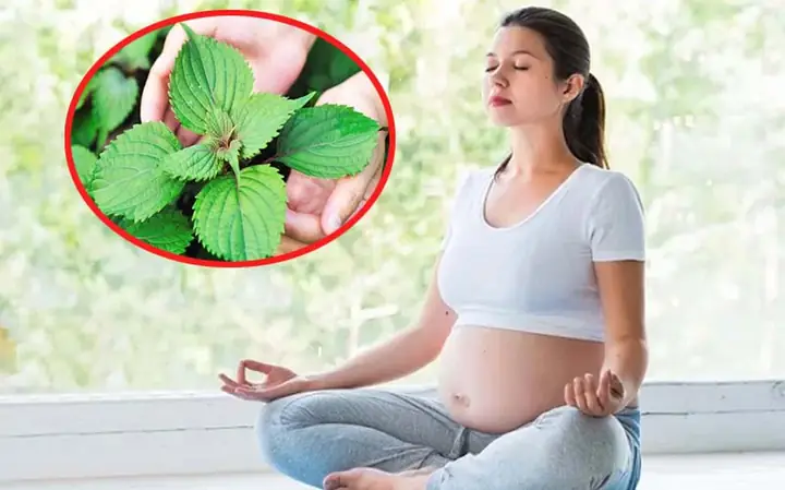 Bà Bầu Có Được Ăn Lá Tía Tô Không