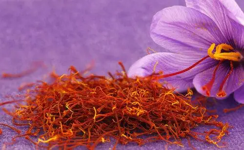 Bà Bầu Có Được Uống Nhuỵ Hoa Nghệ Tây Không