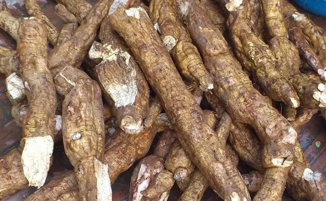 Bà Bầu Có Nên Ăn Củ Sắn Dây Luộc