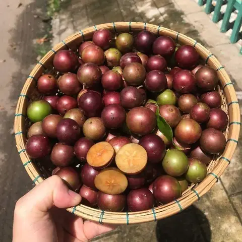 Bà Bầu Có Nên Ăn Mận Quân