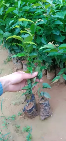 Bà Bầu Có Nên Ăn Mận Quân