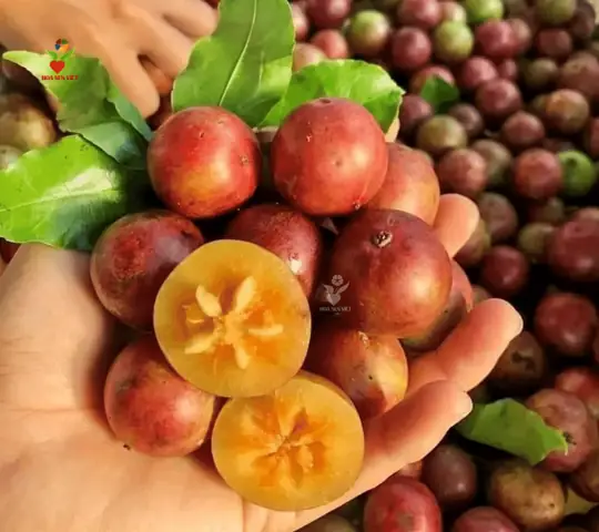 Bà Bầu Có Nên Ăn Mận Quân