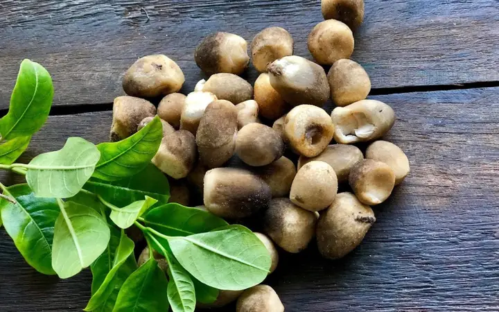 Bà Bầu Có Nên Ăn Nấm Rơm
