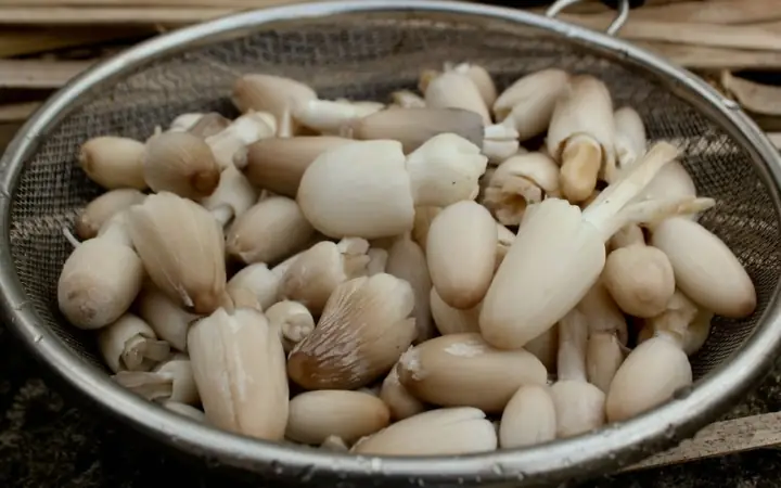 Bà Bầu Có Nên Ăn Nấm Rơm