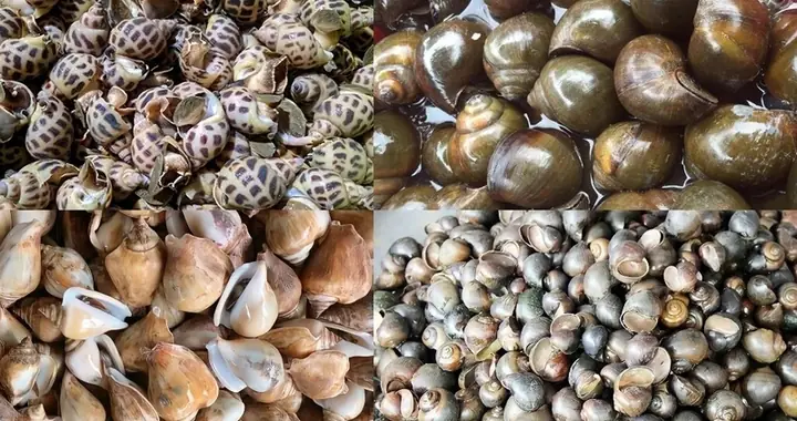 Bà Bầu Có Nên Ăn Ốc Trong 3 Tháng Đầu
