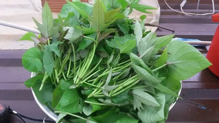 Bà Bầu Có Nên Ăn Rau Lang