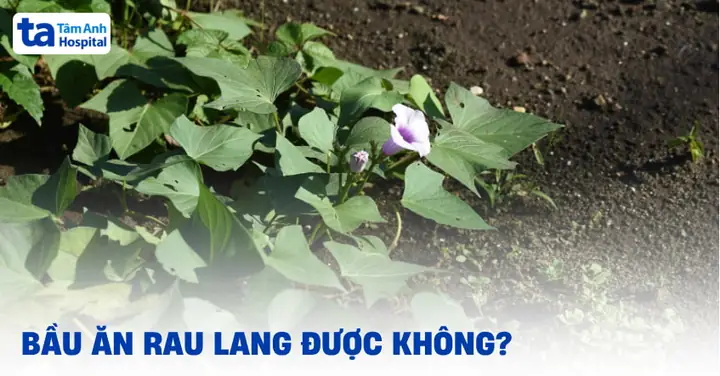 Bà Bầu Có Nên Ăn Rau Lang