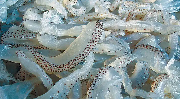 Bà Bầu Có Nên Ăn Tôm Biển