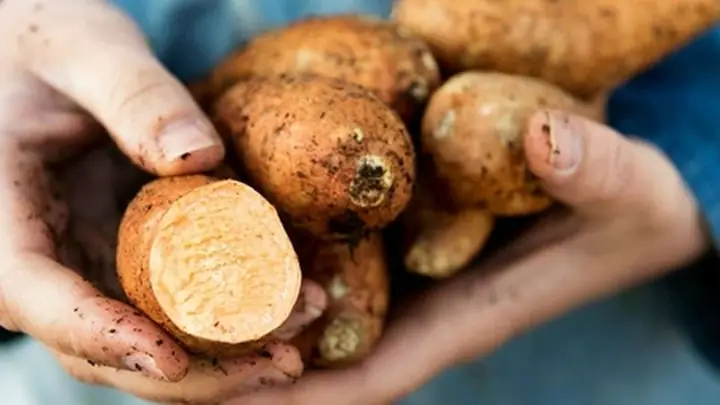 Bà Bầu Nên Ăn Bảo Nhiều Khoai Lang Mỗi Ngày