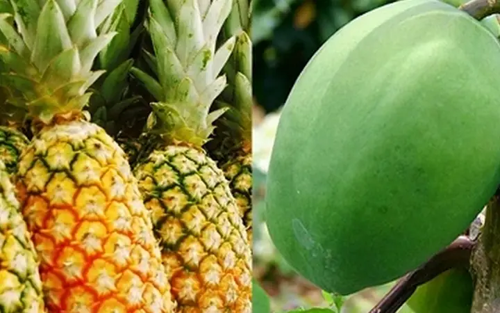 Bà Bầu Uống Nước Giá Đỗ Được Không