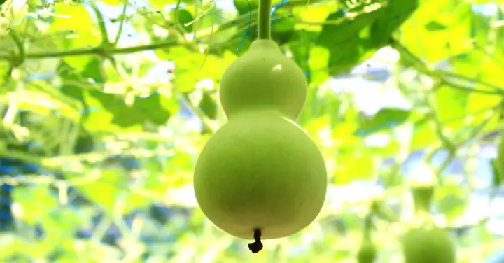 Bà Đẻ Ăn Quả Bầu Được Không Bà Đẻ Ăn Quả Bầu Được Không