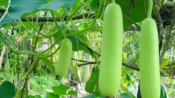 Bà Đẻ Ăn Quả Bầu Được Không