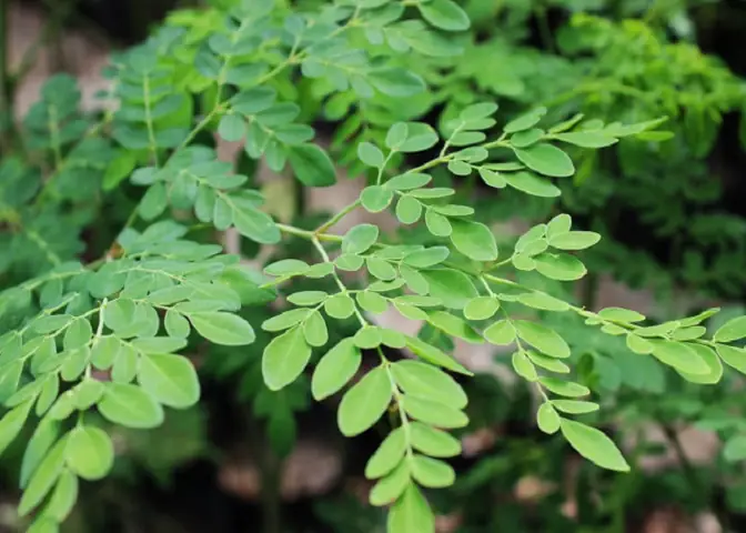 Bà Đẻ Ăn Rau Chùm Ngây Có Tốt Không