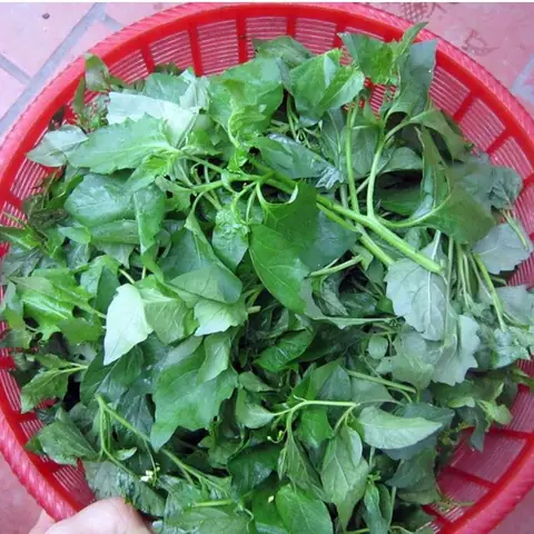 Bà Đẻ Có Ăn Được Rau Tầm Bóp Không