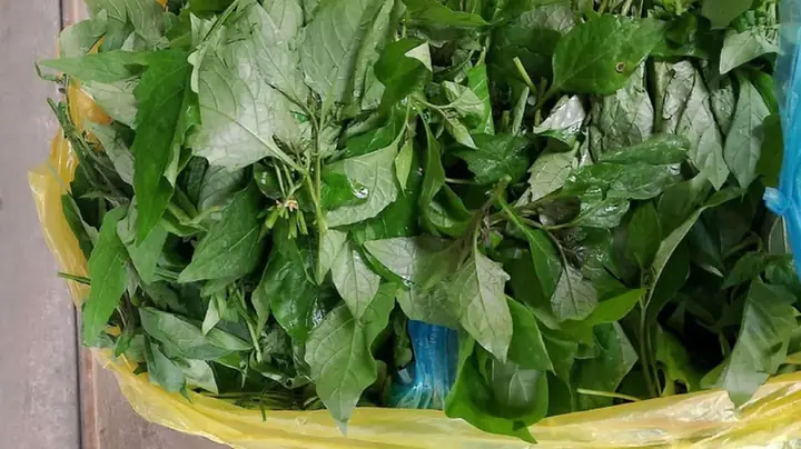 Bà Đẻ Có Ăn Được Rau Tầm Bóp Không