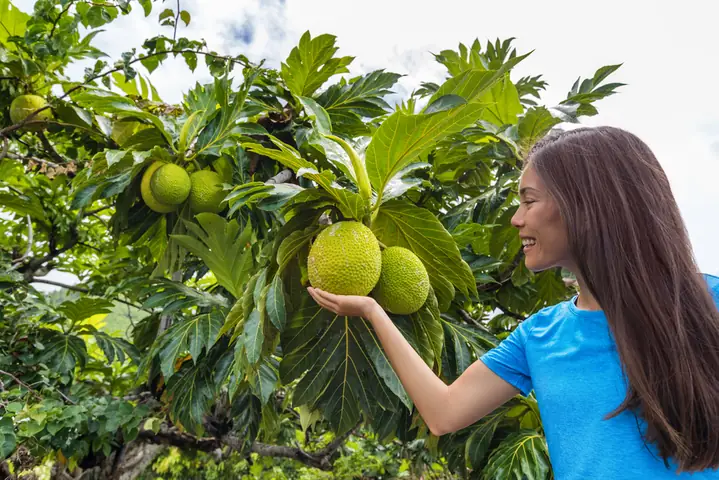 Bà Đẻ Có Được Ăn Mít Không