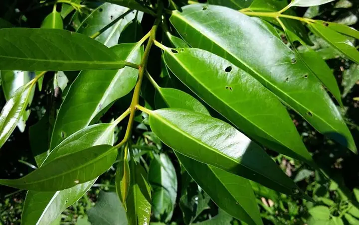 Bà Đẻ Có Được Uống Lá Vối Không