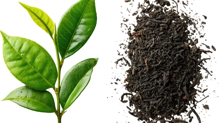 Bà Đẻ Có Được Uống Lá Vối Không