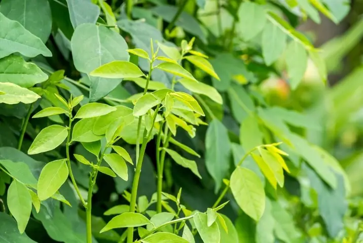 Bà De Nên An Rau Gì