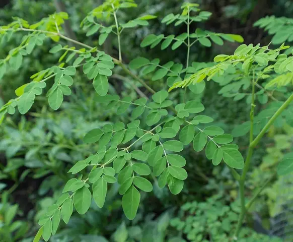 Bà Mẹ Sau Sinh Nên Ăn Rau Gì