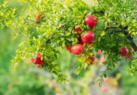 Bầu Ăn Lựu Có Nên Ăn Hạt Không
