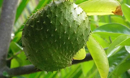 Bầu Ăn Na Xiêm Được Không