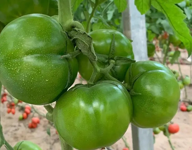 Bầu Ăn Nhiều Cà Chua Có Tốt Không